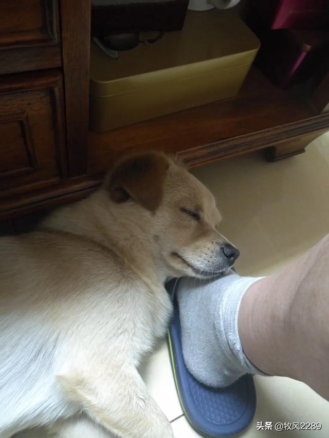 田园犬:在中国不受欢迎的土狗，在国外受欢迎吗？理由是什么？ 田园犬智商排名