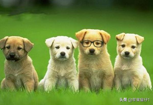 怎么样训练狗不乱撒尿:狗狗在家，大小便乱拉，怎么办呢，有没有好的方法？