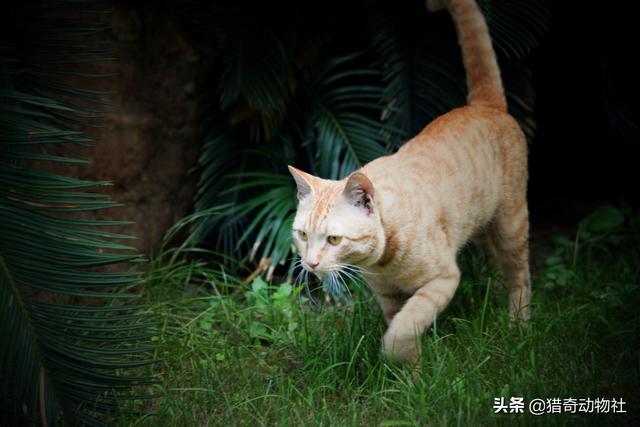 短尾猫和渔貂:平头哥和猫咪打起来谁能赢？