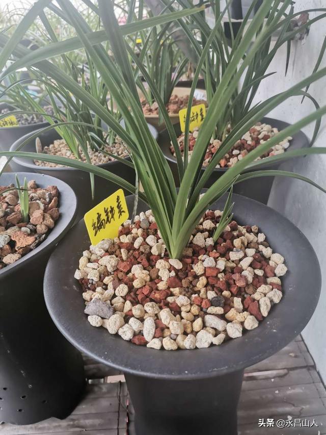 兰语:阴出芽,阳长花,这句话有道理吗？兰草促花有什么方法？