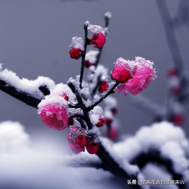 梅兰竹菊的象征意义:古代文人墨客，为什么喜欢用梅兰竹菊来做自己作品的隐喻？