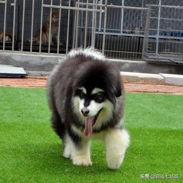 西伯利亚雪橇犬饲养:2、3个月大阿拉斯加雪橇犬怎么喂养？
