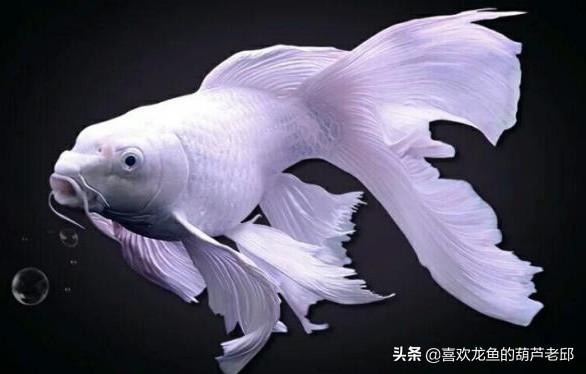 家用大鱼缸养鱼知识:鱼缸内该不该放水草？饲养观赏鱼后，水草对水质有没有影响？ 家庭鱼缸养鱼知识大全