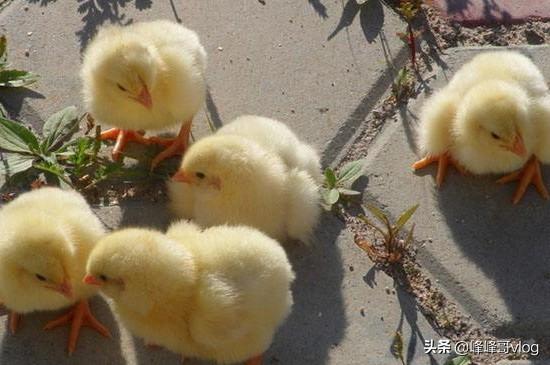 刚孵出来的小鸡怎么养,人工孵化出来的小鸡该怎样养？