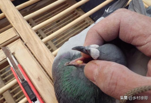 鸽子在喂驱虫药的时候要喂食吗，怎样给德国牧羊犬驱虫，喂德牧驱虫药方法