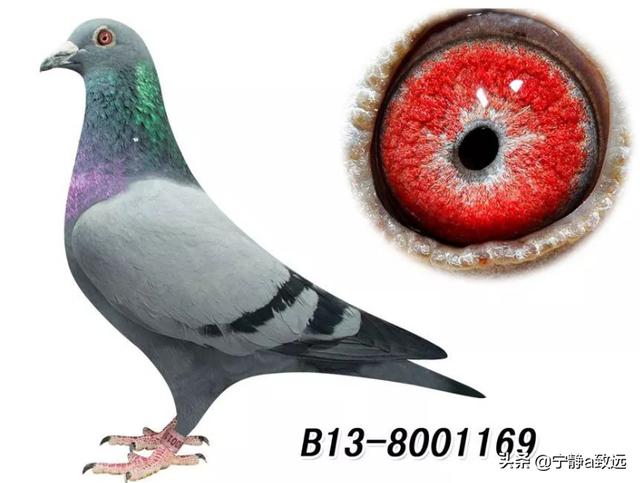 鸽子嗉囊炎该如何防治？插图10