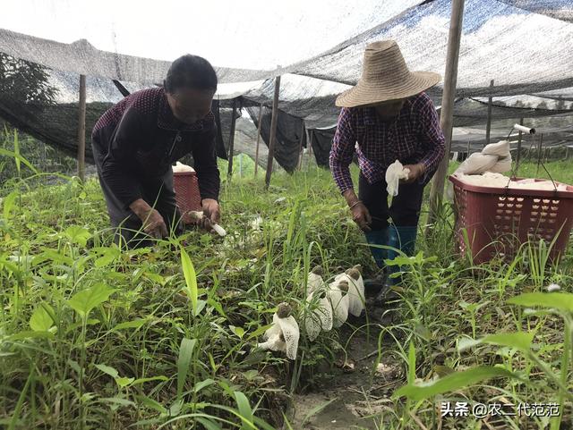 80后现在工作一年有10多W,不想碌碌无为,回去种植药材怎么样？没有这方面的经验？