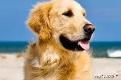 狗狗训练百科道客巴巴:怎么训练狗狗才是正确的方法？