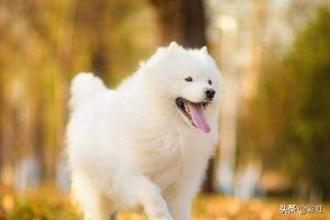 萨摩耶犬的优缺点,你知道萨摩耶有什么缺点吗？