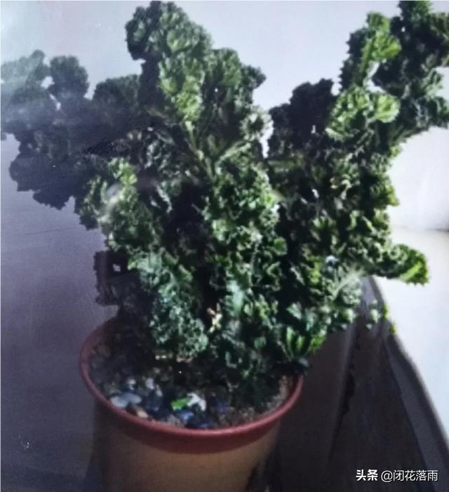 麒麟掌图片:仙人掌科玉麒麟汁液有什么毒性？