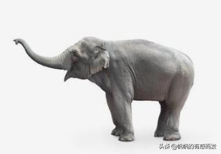 大象的寓意和象征,大象象征着什么意义（寓意）？