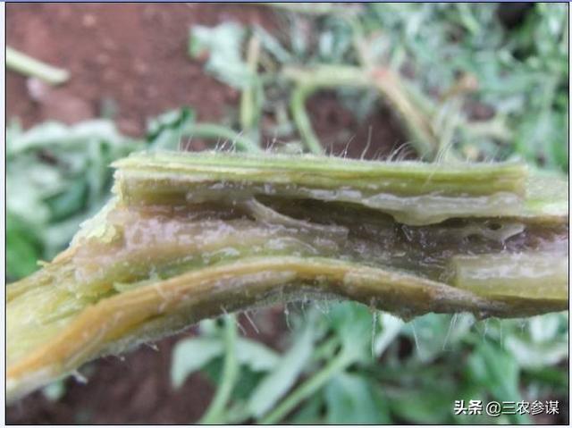 西红柿门:番茄花园是干什么的番茄花园事件究竟是怎么回事