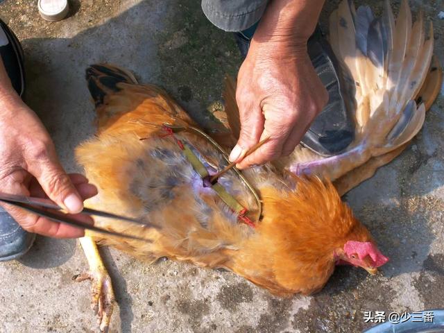 农村阉鸡师傅到底把鸡的啥给割掉了,被割下来的那东西能吃吗？