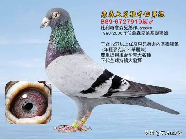 信鸽眼砂重要吗:鸽子翅膀颤抖的爆发力强吗？