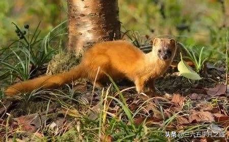 黄鼠狼拜月的科学解释:我爸爸经常说黄鼠狼会迷惑人，是真的吗