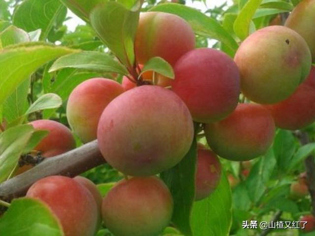 由于疫情影响有多少人失业在家没有收入,有什么好的赚钱点子？