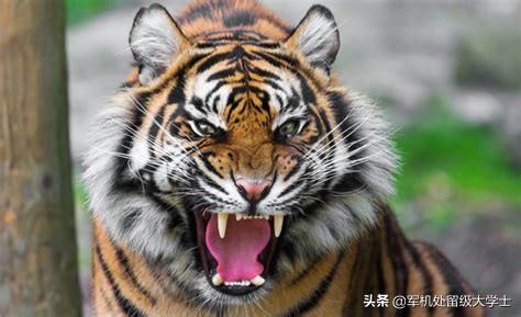 鬼獒王咬死狮子图片:狮子被老虎偷袭，结果会怎样？