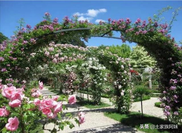 秋天月季花栽培方法如下:想在农村大面积种植月季花，应该怎样建园？种植管理方法有哪些？