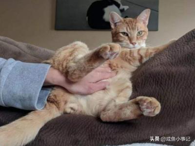 猫咪尿频:猫咪尿频吃什么药 猫咪会因为不开心尿频吗？猫咪尿频是什么原因？