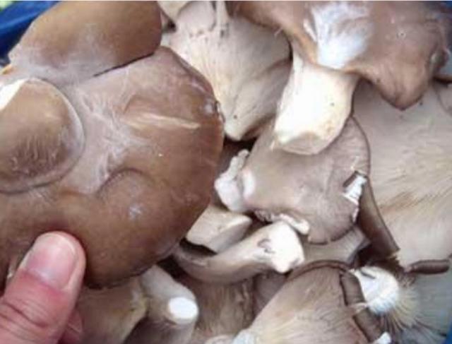 一路奔跑的蘑菇的关注:蘑菇背面发白、硬还能吃吗？