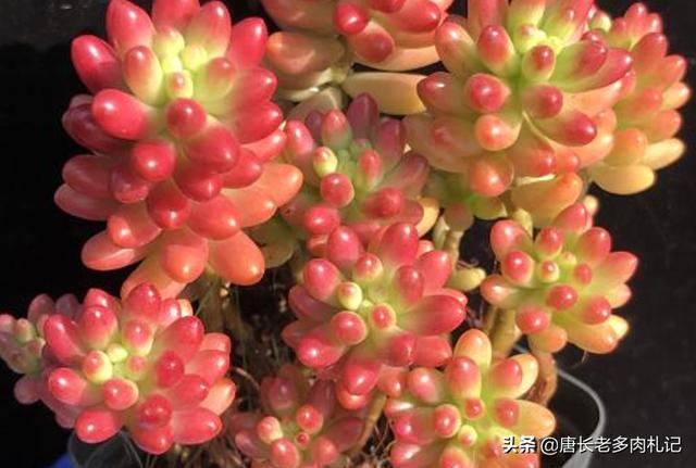 虹之玉 长高 怎么办:虹之玉零下2℃会死吗？为什么？