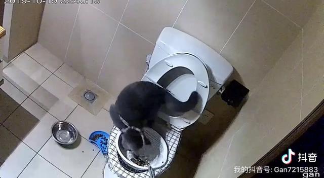 蓝钻猫砂优缺点:能推荐些性价比高的猫砂吗？价格不算太贵，好用的猫砂？