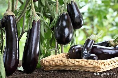 头条问答 圆茄和长茄有什么区别 种植技术是一样的吗 林荫树下1的回答 0赞