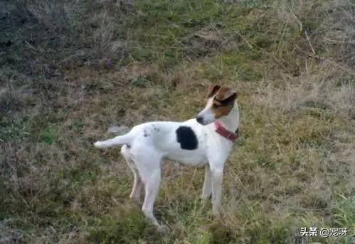 太仓猎犬打猎视频鸡哥:猎犬太仓狩猎视频 我国还有多少纯种的太仓猎犬？有哪些购买渠道？为何？