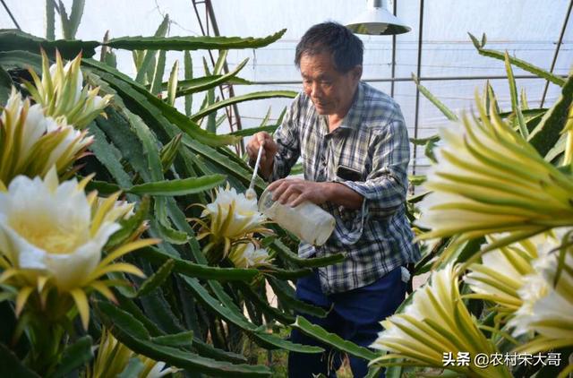 法国贵妇犬蛾 采集:大棚种植技术花粉靠什么传播？ 贵妇犬介绍