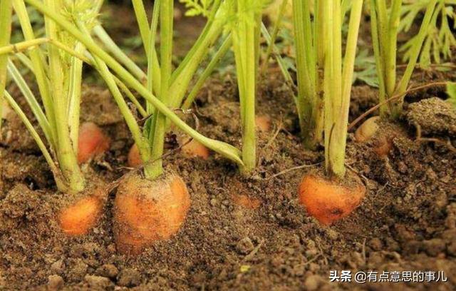 胡萝卜肉质根不着色的发生原因和防治措施都有哪些?