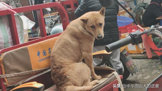 宠物犬图片中华田园犬:你们为什么喜欢中华田园犬？中华田园犬和名贵犬你们要哪个？