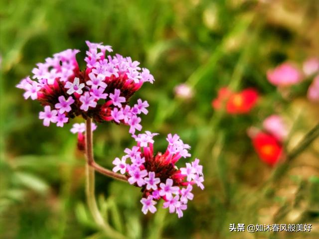 如何用手机拍出更好看的花朵