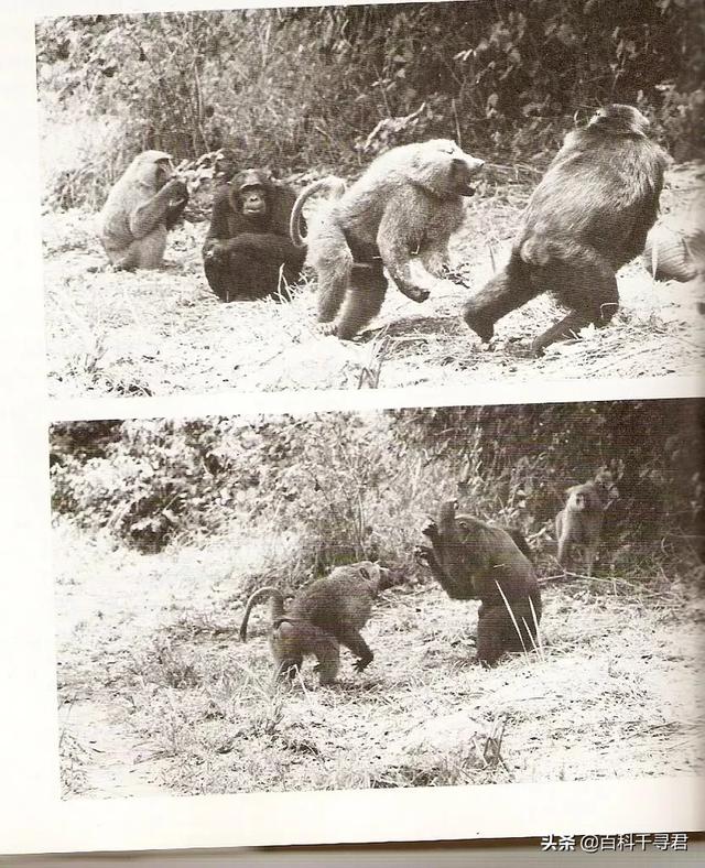 山地大猩猩:为什么感觉花豹经常能轻易杀死黑猩猩和大猩猩并且捕食？
