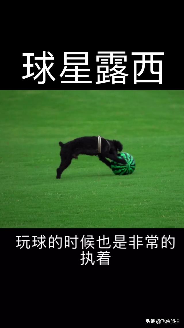 我和狗狗:狗狗和人住在同一间房对人有没有影响？