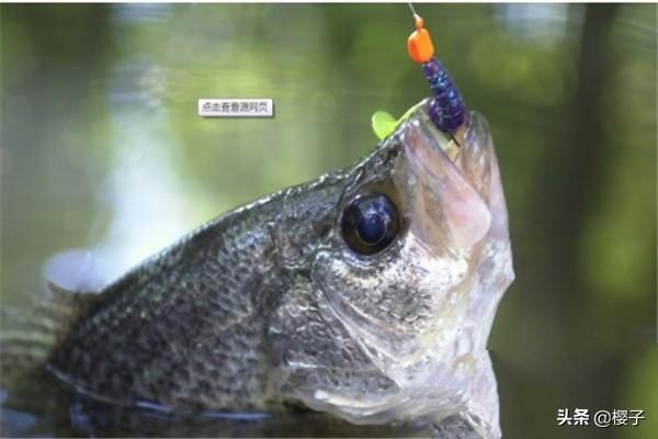 怎样钓鱼：怎样钓鱼才能使鱼快速上钩
