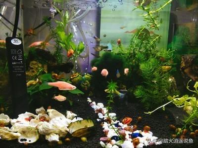 锦鲤鱼缸水变黄:养锦鲤的鱼缸水面出现气泡，该如何处理？