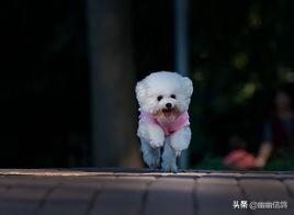 巨型贵宾犬 价格:2018年贵宾犬价格多少钱？有哪些可靠的购买渠道？