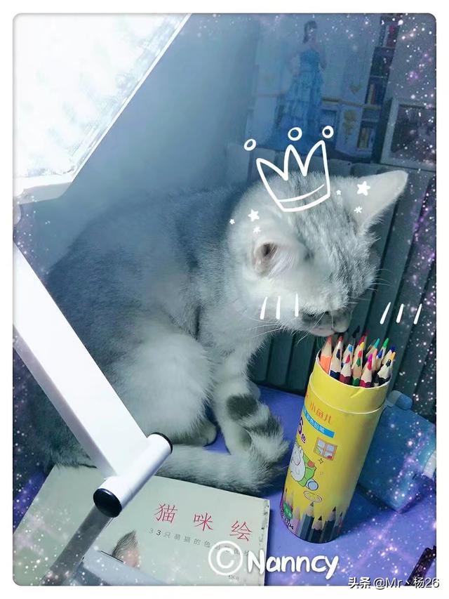 猫发情 叫声:猫咪多久发情一次，发情时间多久会好？受不了猫咪那种惨叫声？