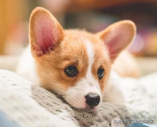 犬感冒,狗生病了吃什么药好得快？