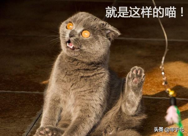 愤怒的猫咪:能看看你们家猫猫生气的照片吗？