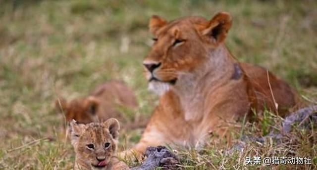 刚出生的雄狮狗图片:豹子和狮子能杂交吗？后代会是怎样的动物？
