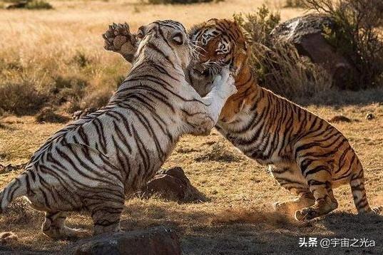 【山加乘】有谁知道"坐山观虎斗"的由来和典故是怎样的(图1)