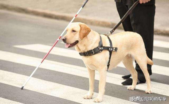 导肓犬小q在线观看:电影《小q》里导盲犬腿瘸是怎么拍的？