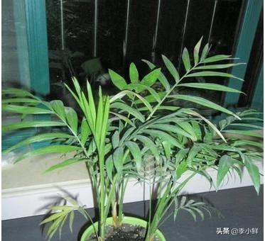 室内观赏植物:室内种植花草哪些比较适合？