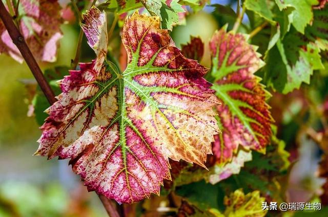 怎样才能嫁预防白癣风:怎么预防控制植物白粉病？