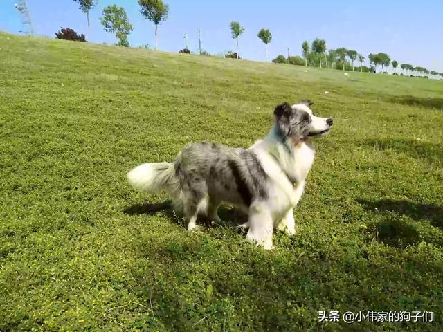 德国牧羊搜救犬视频:有哪些牧羊犬颜值高、智商高？ 德国牧羊犬搜救犬