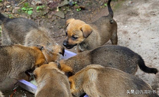 短毛萨路基猎犬图片:如何正确地挑选一条土狗？