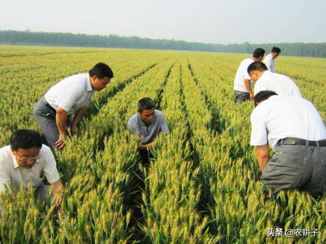 小麦种植,小麦种植前，需要深耕土壤吗？