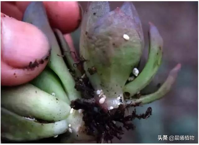 姬玉露和水晶玉露:玉露不透明了，这是为什么？该怎么养？