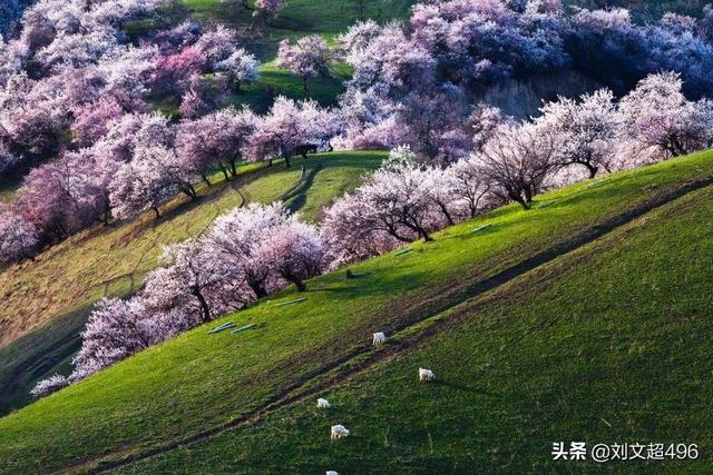 如何拍摄万树江边杏新开一夜风的意境